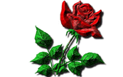 amore, fedeli, sentimento, festa, giorno dedicato, innamorati, coppie, felici, sentire, riconoscere, amore, vero, veri, due, cuori, cuore