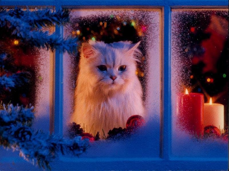 Preview Halloween Preview Di Gatto Natalizio Categoria Sfondi E Segnalazione Del File Gatto Natalizio Della Categoria Sfondi Divertenti Trova le migliori immagini gratuite di sfondi natalizi. eccezziunalo com