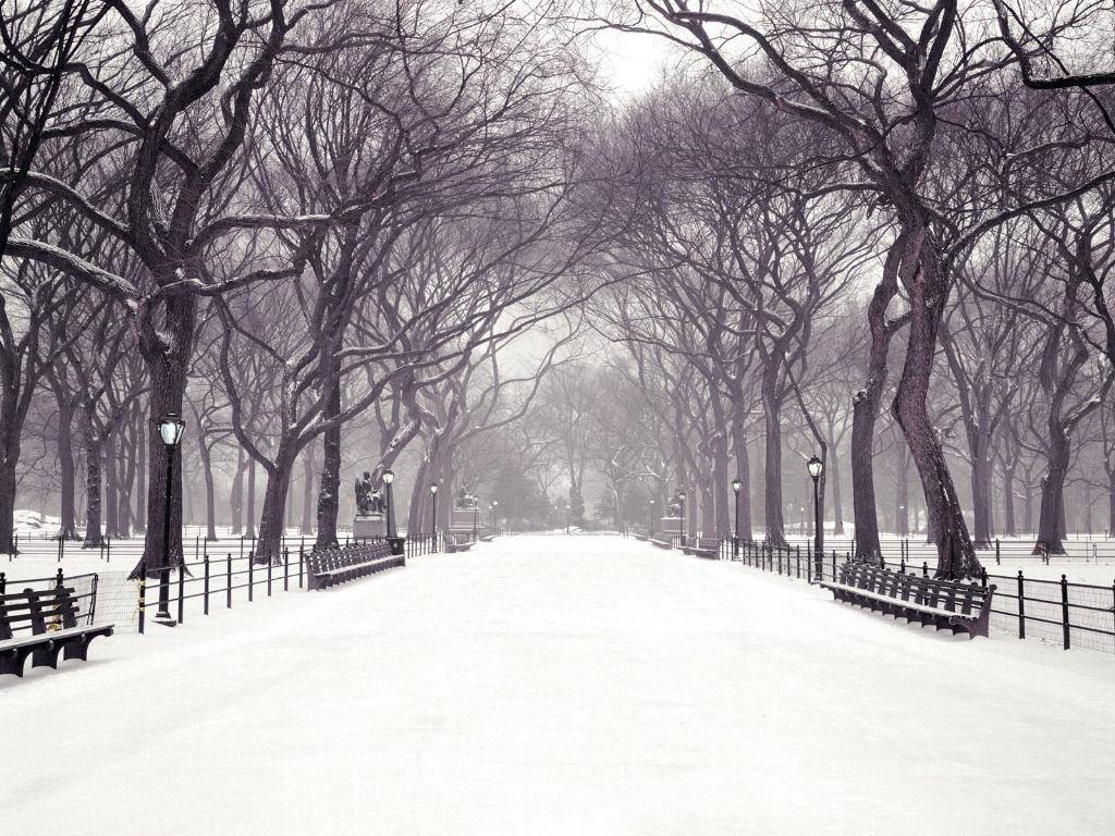 Parco, viale, bianco, neve, gelo