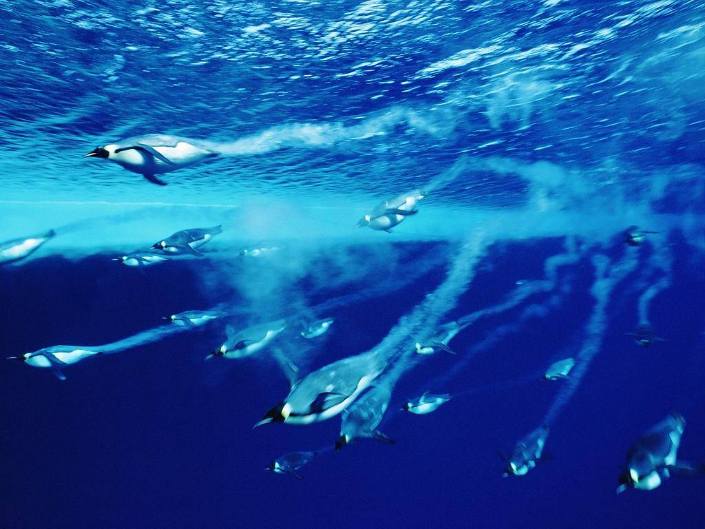 Pinguini, imperiali, in, tuffo, subacquea