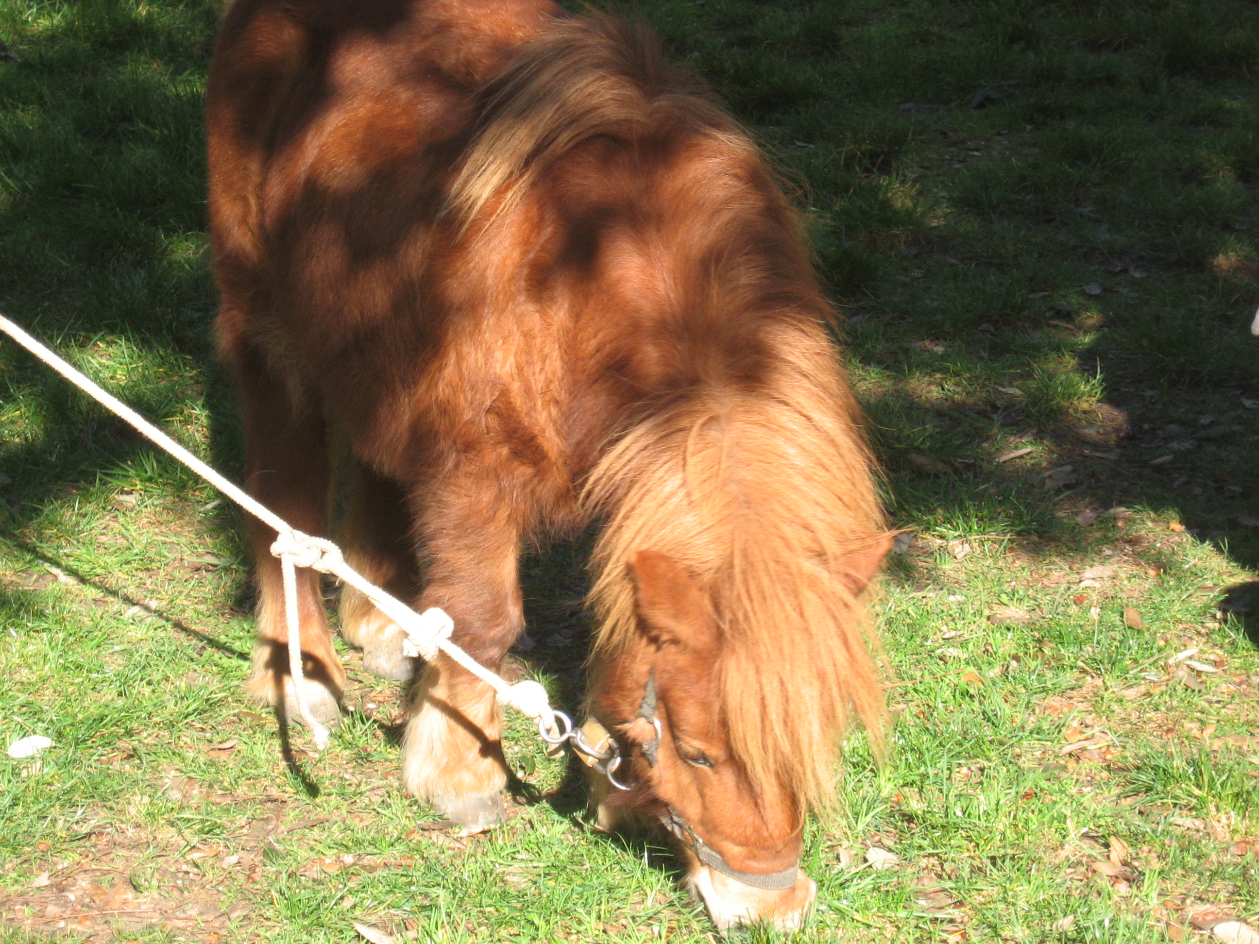 Pony, dolce, grazioso