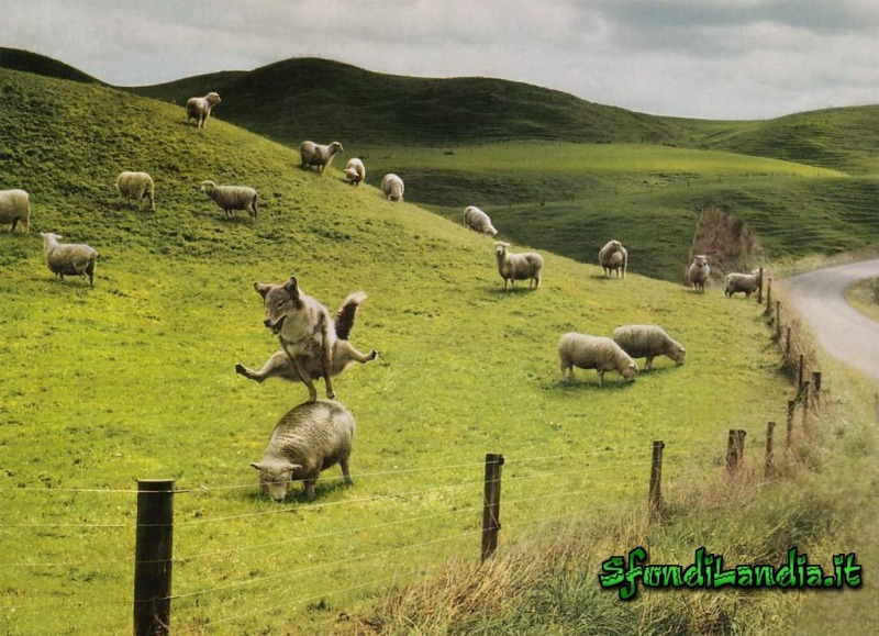 salto, pecora, lupo, cavallina, zompo, zompare, saltare