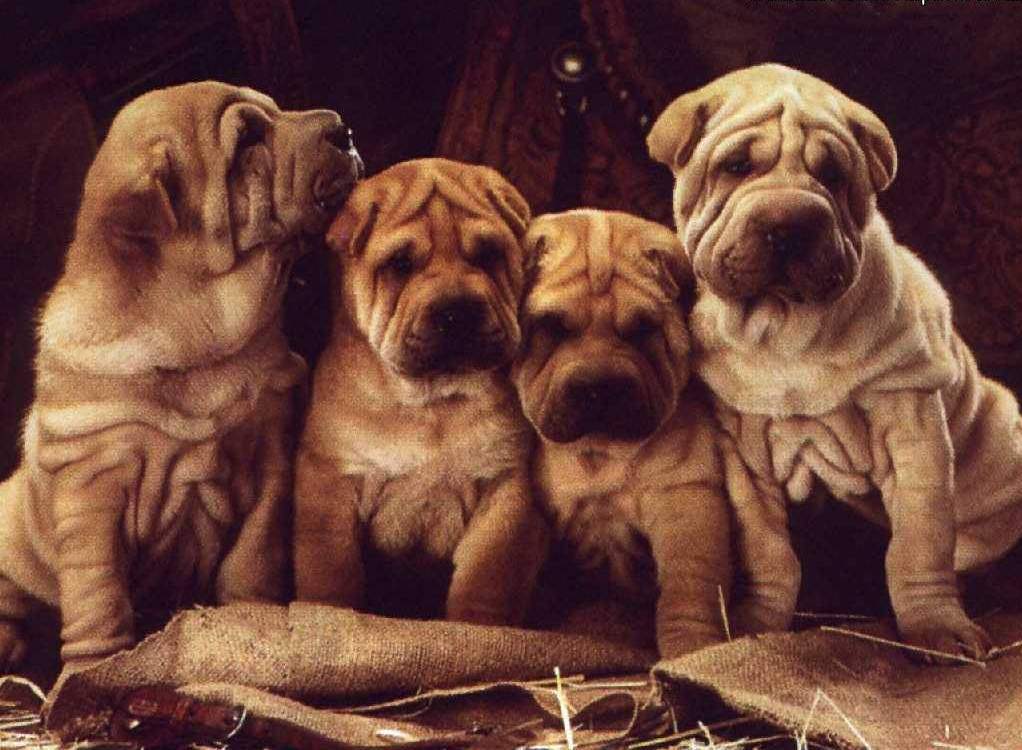 Shar Pei, gruppo, banda