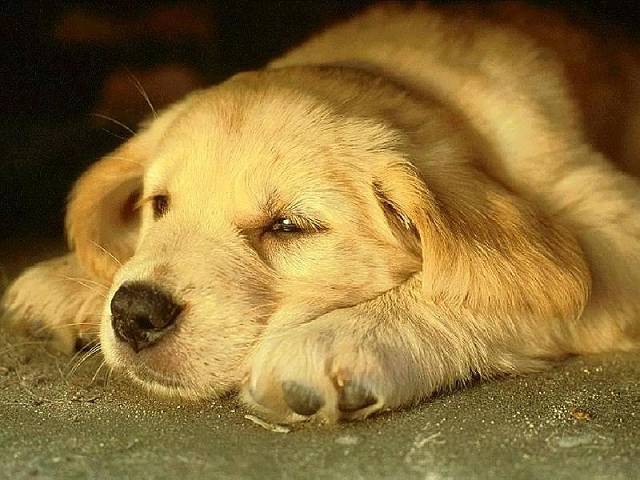rdormire, riposino, cagnolino
