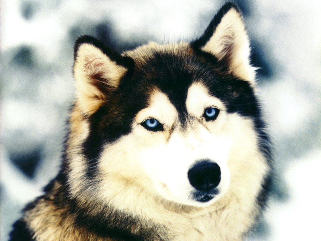 Husky, Siberia, glaciale