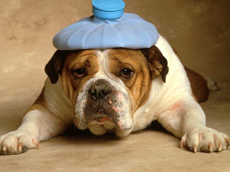 malato, borsa ghiaccio, Bulldog
