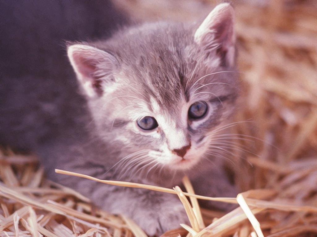 gattino, curioso, tenerezza