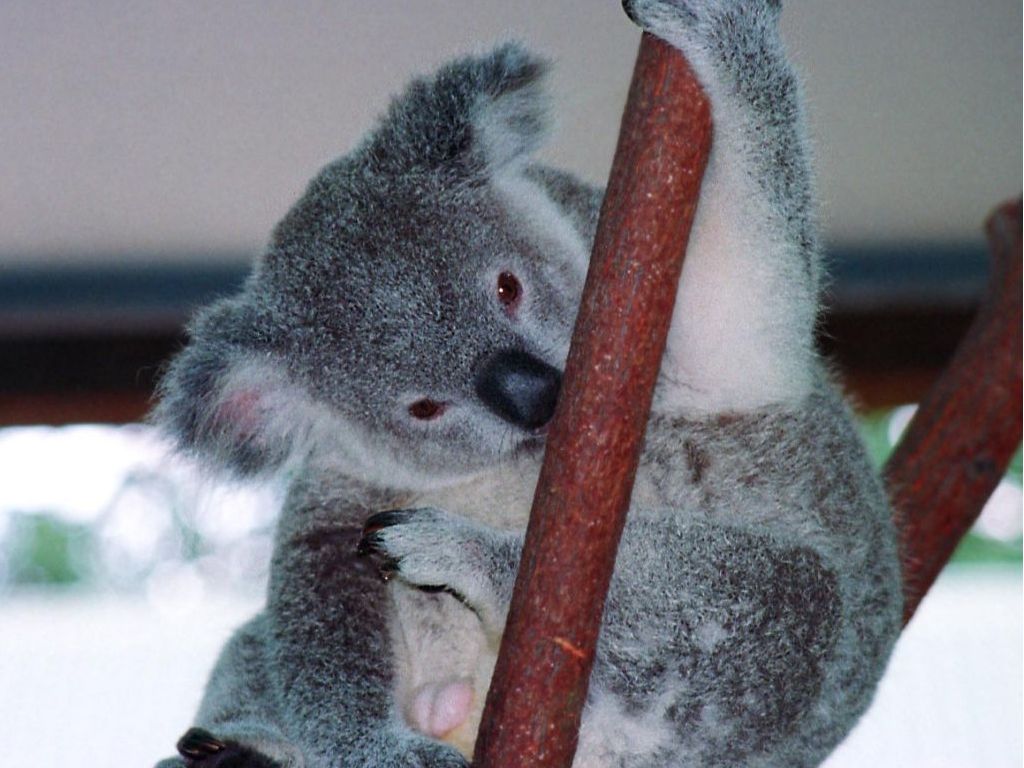 eucalipto, koala