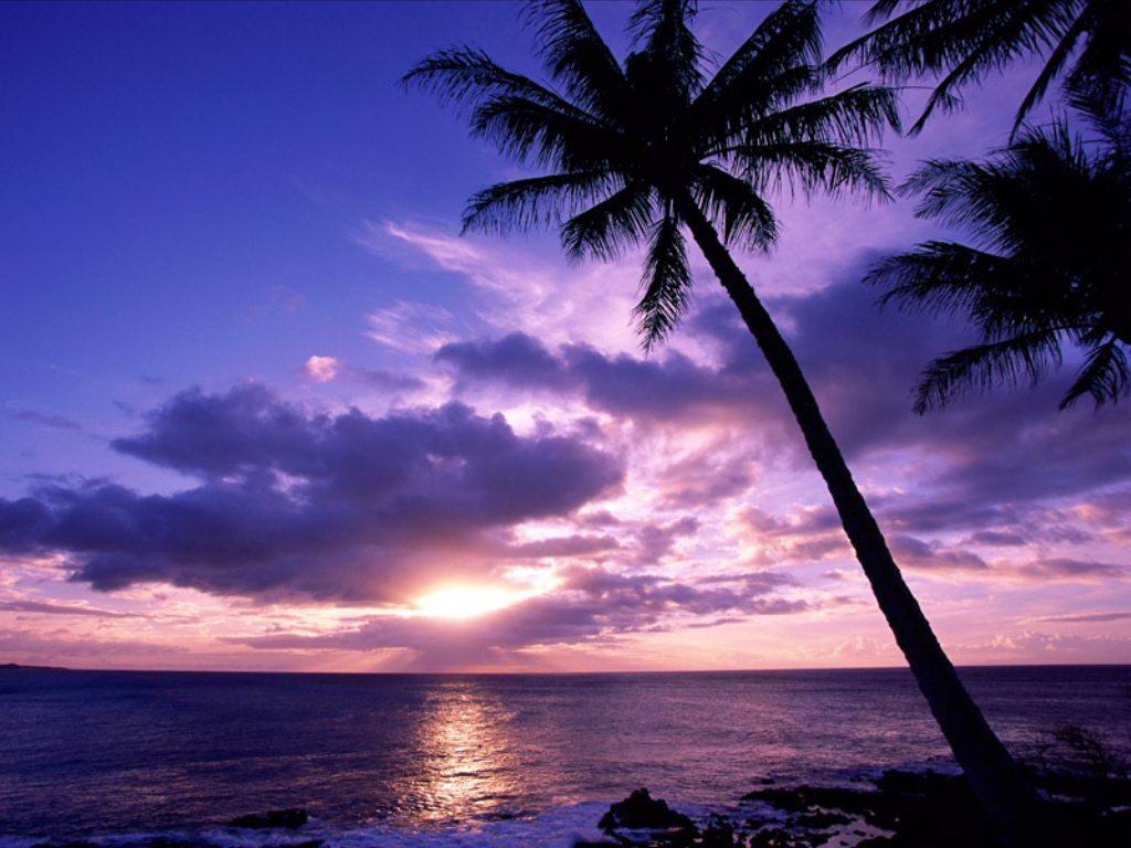 isola, palme,  mare, sole, incanto, tramonto, paradiso 