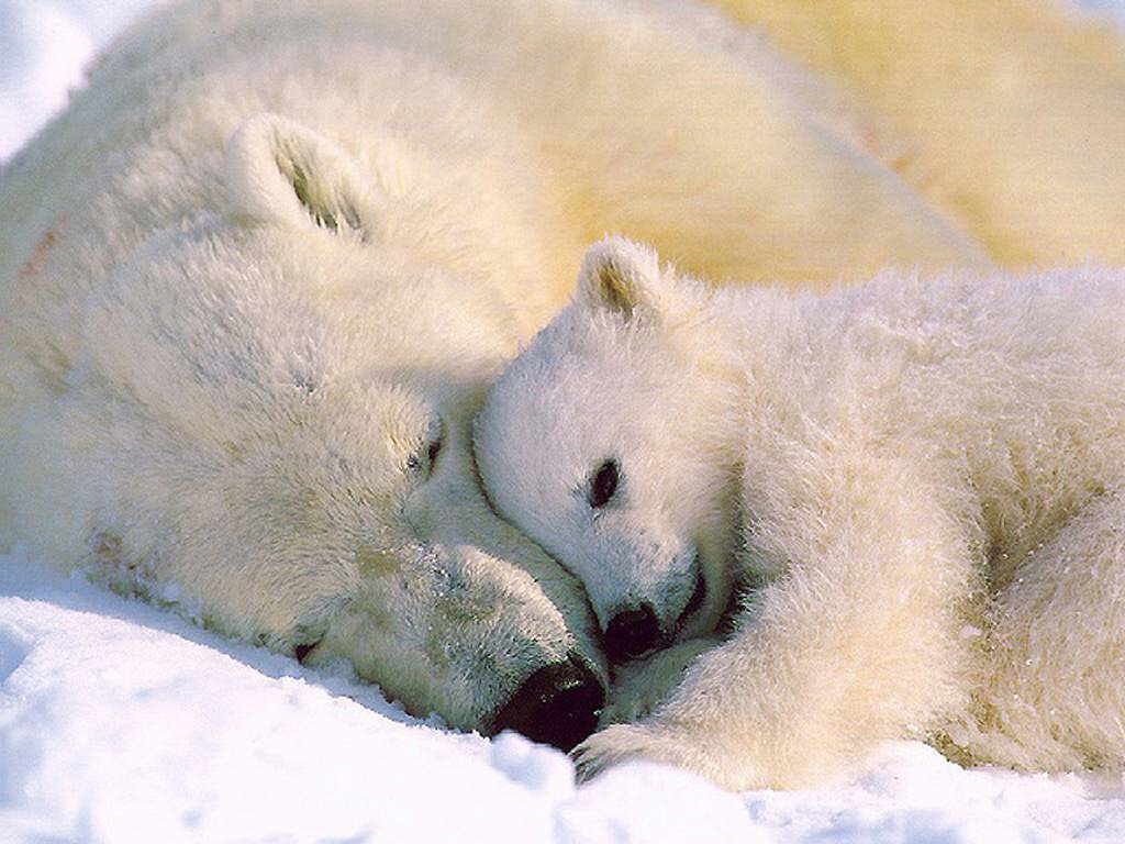 orsi, cirolo polare,  orso bianco