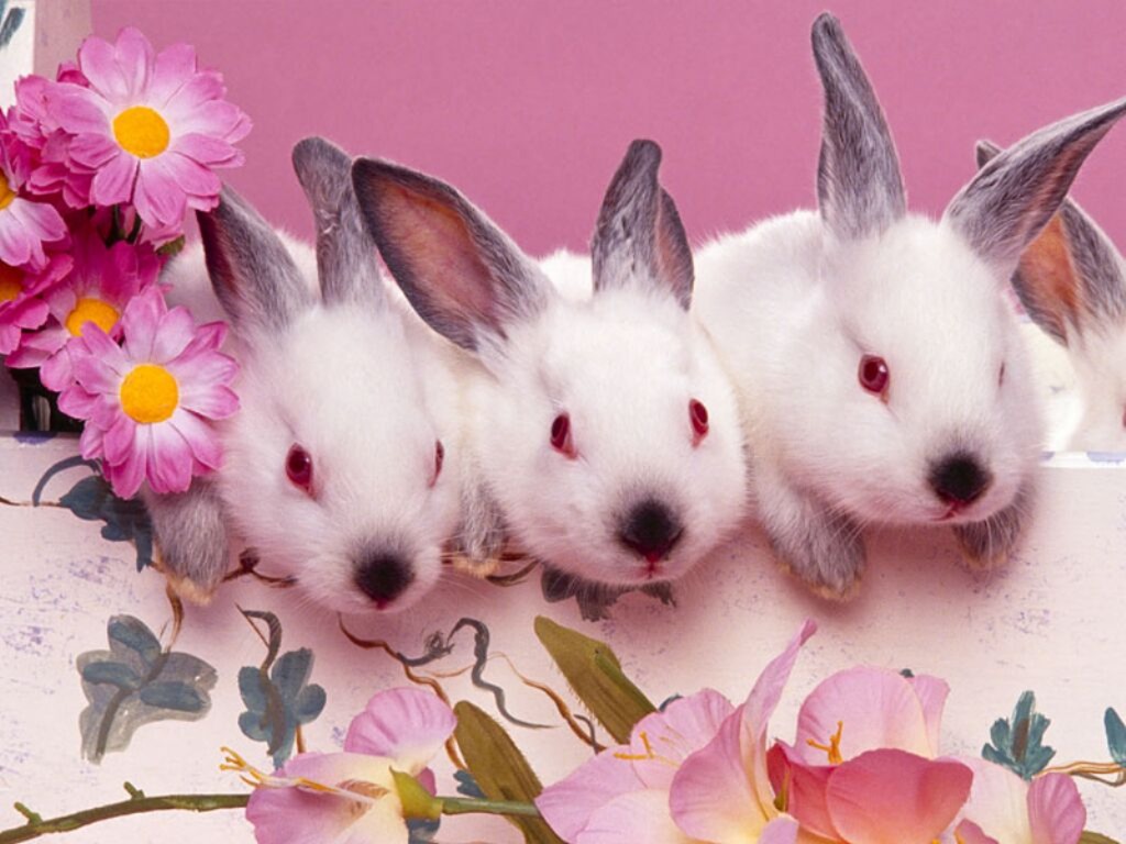 pasqua, pasquetta, scampagnata
