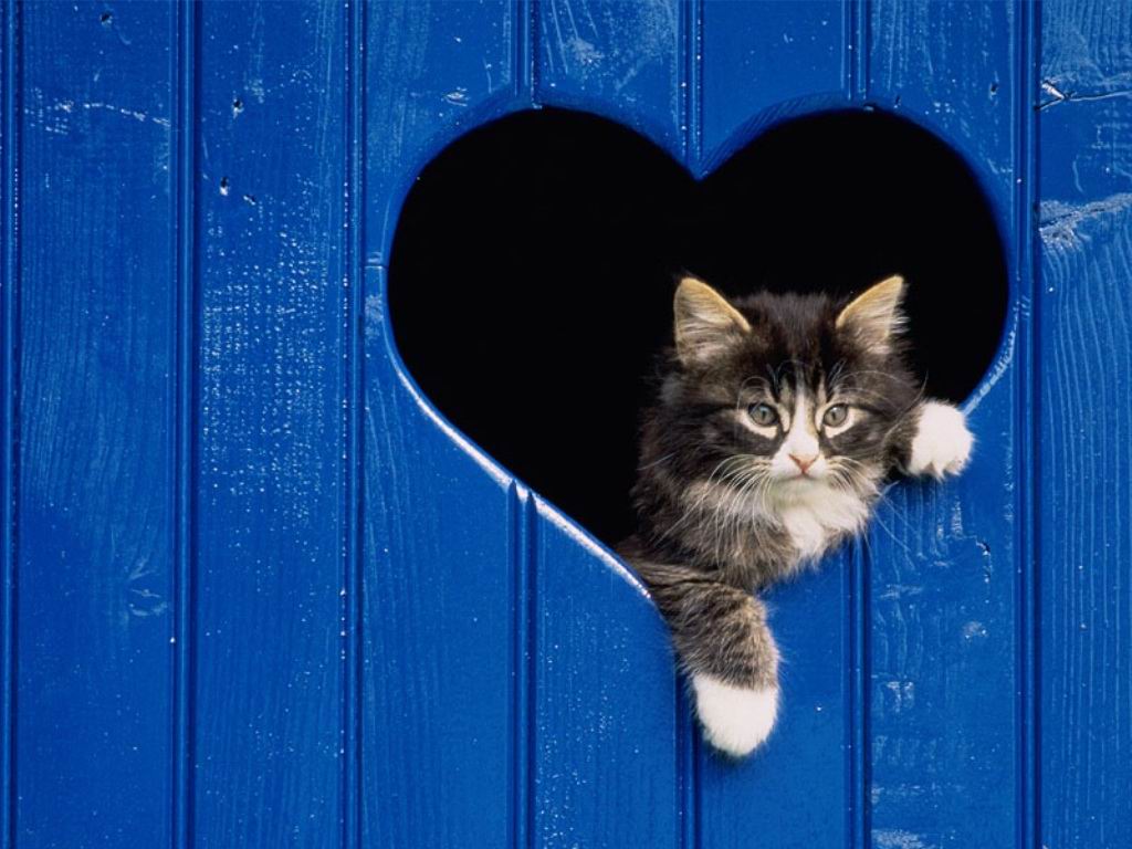 San Valentino, amore, affetto, baci, love, spumante, brindare, amarci, desiderio