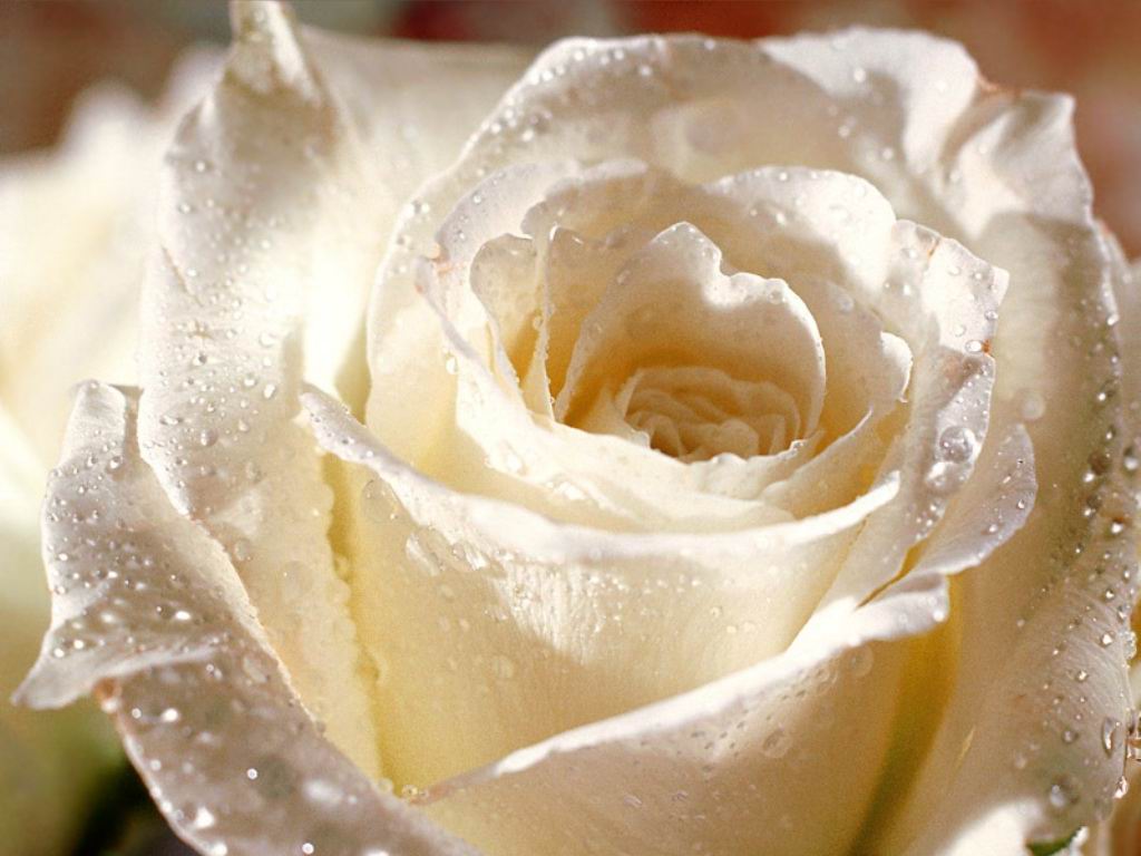 San Valentino, amore, affetto, baci, love, spumante, brindare, amarci, desiderio