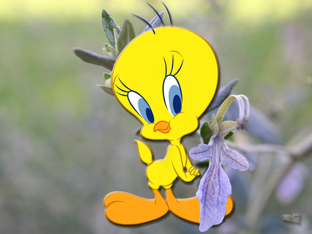 Tweety,canarino,gatto,Silvestro