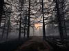 foto tramonto tra alberi, ombre disegnate, rami, foglie rosso, luce, foto paurose
