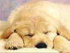 cane, dormiglione, riposino