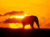 savana, tramonto, elefante