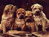 Shar Pei, gruppo, banda