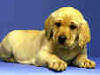 cane, animali, sfondi