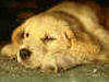 rdormire, riposino, cagnolino