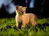 gatto, sfondo, animali