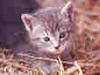 gattino, curioso, tenerezza