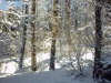 montagna in inverno, foresta neve, alberi inbiancati, freddo, ghiaccio, natura secca