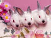 pasqua, pasquetta, scampagnata