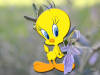 Tweety,canarino,gatto,Silvestro