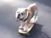 Cane in skate, skateboard, bulldog, video, download